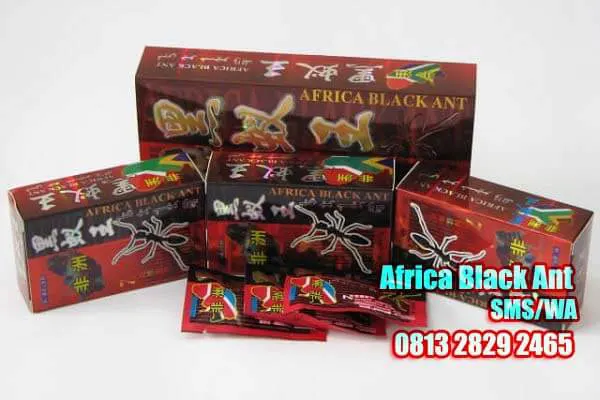 harga obat kuat semut afrika