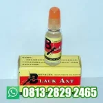 Black Ant Cair